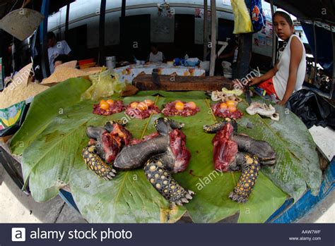 Our experience permits us to have this sugar delivered to you at any angle of the glob. YELLOW-FOOTED TORTOISE meat on sale Belen Market, Iquitos ...