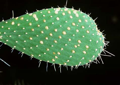 Areoles are an identifying feature of cacti. Department of Botany
