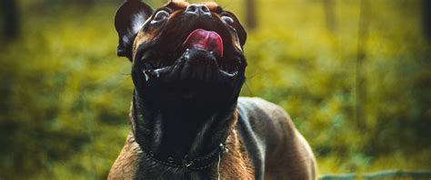 Download Wallpaper 2560x1080 Pug Dog Tongue Protruding Pet Funny