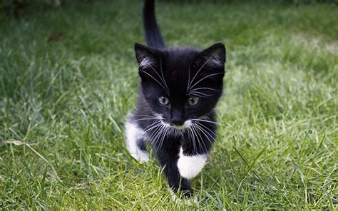 Black And White Cat Names 250 Cool Kitty Ideas