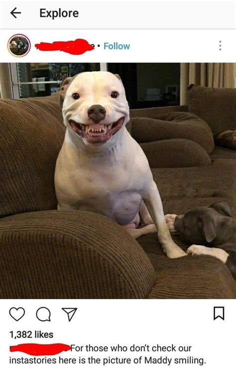 Saw This Dog Smiling On Instagram Its Terrifying Rdogfree