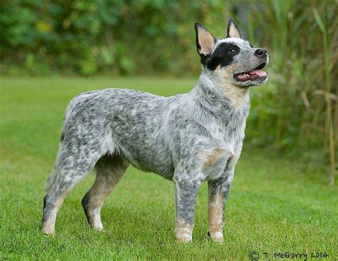 Australian Cattle Dog For The Love Of Purebred Dogs