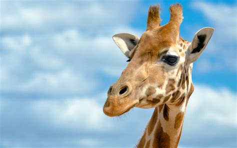 Animal Giraffe Hd Wallpaper