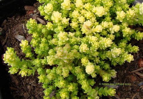Wallpepper is a ideal groundcover for dry and. PlantFiles Pictures: Sedum, Yellow Moss Sedum 'Yellow ...