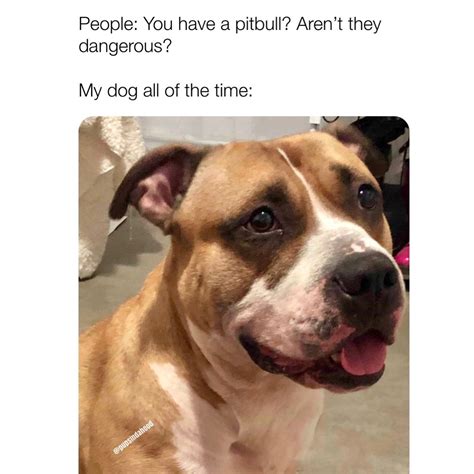 Pitbull Meme Pitbull Meme Pitbulls Dogs