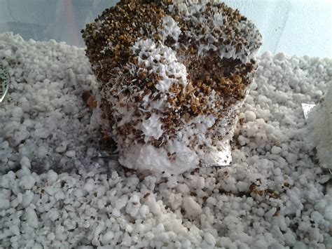 UPDATE: Aerial mycelium with lots of pins? Best pinset ever with aerial ...