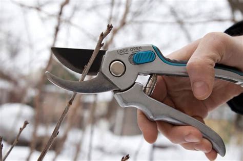 Winter Pruning Guide Learn About How And What To Prune Trees