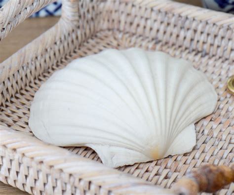 White Scallop Seashell Genuine Shell