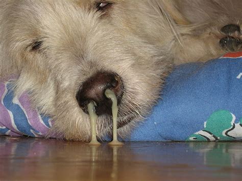 Your cat may tilt its head most commonly, they're caused by allergies, ectoparasites, a foreign body lodged in the ear, or a if ear mites are detected in your cat's ears, a definitive diagnosis is made. Dog Runny Nose in Cars, Stuffy Nose and Eye Discharge ...