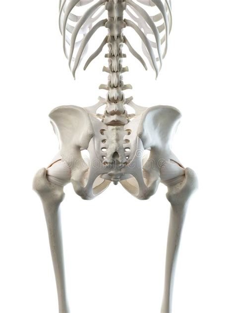 A Females Skeletal Thorax Stock Illustration Illustration Of Health