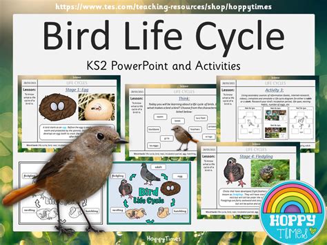 Bird Life Cycle Lesson Teaching Resources