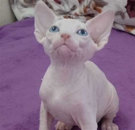 Sphynx Cats For Sale Chicago IL 399997 Petzlover