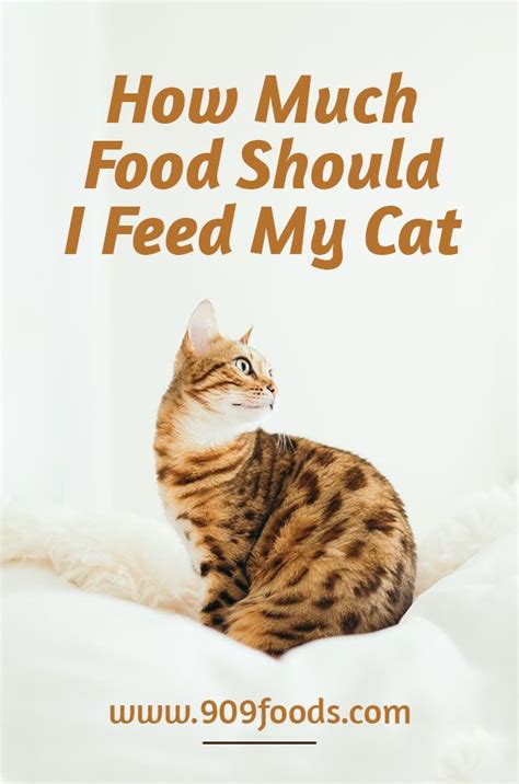 How much food should i feed my cat? How Much Food Should I Feed My Cat ! Cats lived in the ...