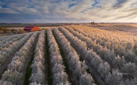 Due to the persistent droughts in california in the early 21st century, it became more difficult to raise almonds in a sustainable manner. Flowering almond trees in California's Central Valley ...