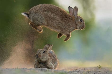 4 Reasons Your Rabbits Jump Over Each Other