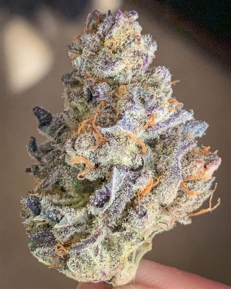 Strain Review Purple Punch From District Florist The Highest Critic