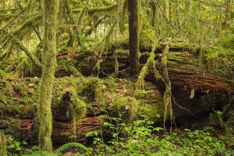 Guide To Olympic National Parks Ancient Forests Giant Trees And Old