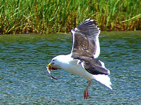 The Nature Of Framingham Seagull Snatches Shark