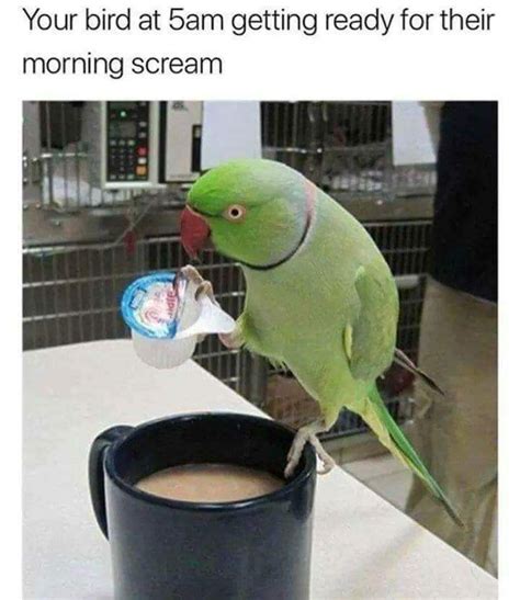 Bird Owners Know All Too Well Funny Parrots Funny Animal Memes
