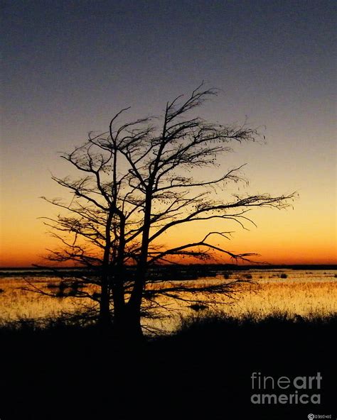 Sunset Lacassine Nwr Photograph By Lizi Beard Ward Fine Art America