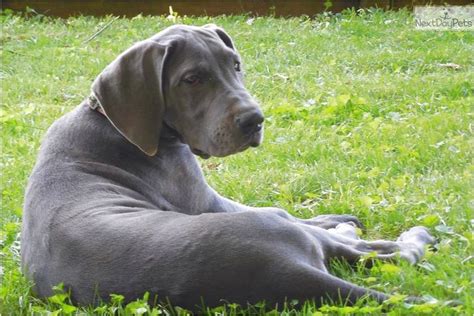 Enter your email address to receive alerts when we have new listings available for great dane puppies for sale uk. Great Dane Puppies For Sale In Delaware | Top Dog Information