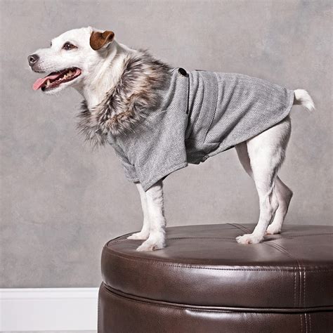 Shop The Trendiest Fall Fashions For Dogs And Cats Hot Off The Runway
