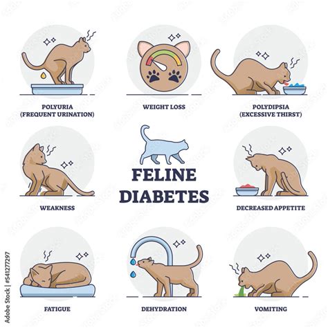 Feline Mellitus Cats Diabetes Symptoms For Chronic Insufficient Insulin