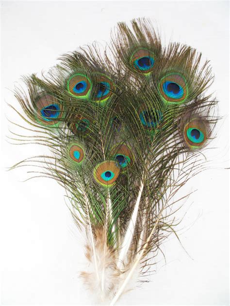 Miniature (mini) Peacock Eye Feathers 5-12 Inch per 25