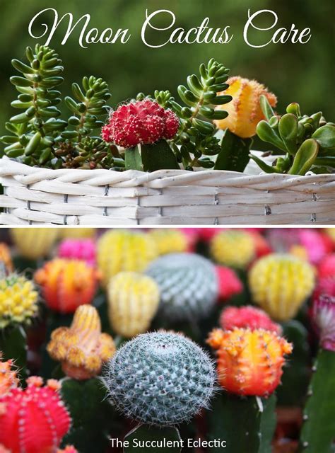 For example, you might find a cactus with a bright to even neon green color fake flower. Controversial, Colorful Moon Cactus | Cactus care, Cactus ...