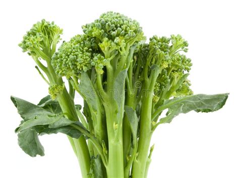 Broccolini Baby Broccoli Isolated Stock Image Image Of Agriculture