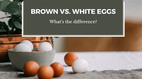 What Is The Difference Between Brown And White Eggs