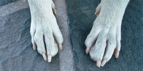 Whippets And Dew Claws A Guide To Dew Claws On Dogs