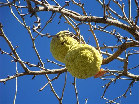 Iron Oak Farm Wild Wednesday Osage Orange