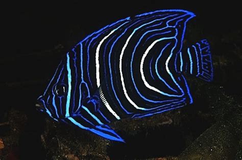 Science In Pics Juvenile Blueface Angelfish