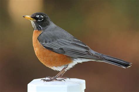 Backyard Bird Identification Guide Identify Your Visitors