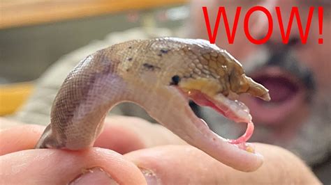 Shocking Discovery Mutant Unicorn Snake Reticulated Python Youtube