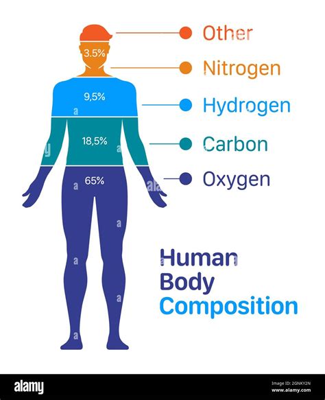 Ilustración Vectorial De La Carta De Composición Del Cuerpo Humano Lista De Elementos Químicos