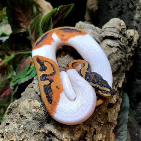 Pied Ball Python For Sale Online Baby Piebald Ball Pythons Near Me