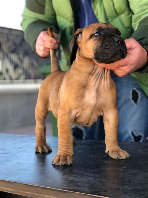 Here @poeticfrenchies the french bulldog 🐶 obsession is real! 6 weeks old Presa Canario female in 2020 | Presa canario ...
