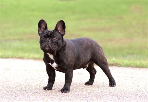 Both dog breeds have their roots in the english bulldog and local breeds, although the french bulldog's ancestry is a bit more clouded than the boston's. Caramuru Boston Terriers and French Bulldogs :: Northern ...