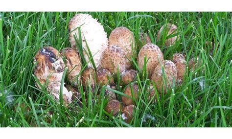 Three Tips On How To Distinguish An Edible Mushroom From A Poisonous One
