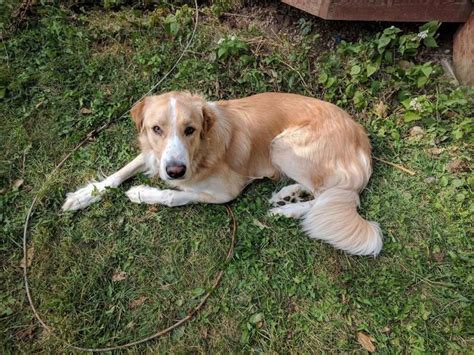 It is our goal to assist each family in identifying and evaluating each pup for in 2017, i was voted in as board member for the pacific rim golden retriever club of oregon for the 3rd year. Golden Retriever Puppies Wisconsin Rescue - Pet Inspiration