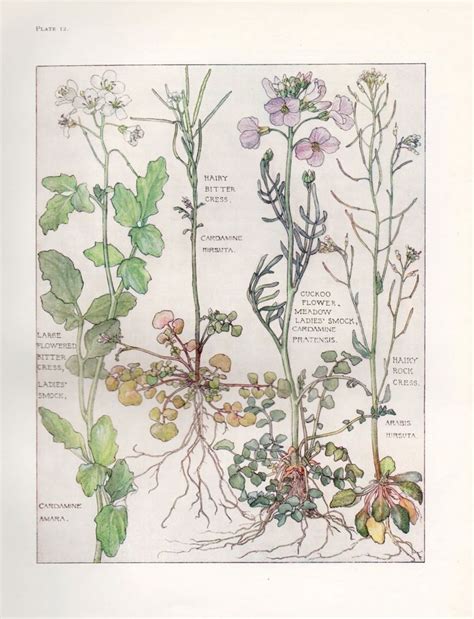 Cuckoo Flower Wild Flower Botanical Print By Isabel Adams Antique
