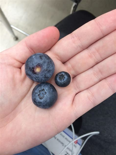 These Giant Blueberries Rmildlyinteresting