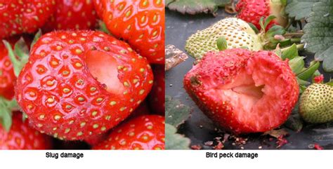 Damage To Strawberry Food And Fruit