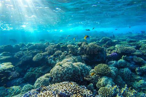 Red Sea Underwater Coral Reef Stock Photo Image Of Tropical Sunny