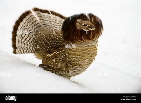 Male Ruffed Grouse Bonasa Umbellus With Tail Feathers And Neck Ruff
