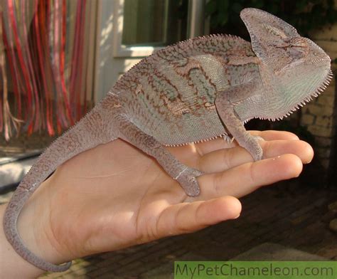 Veiled chameleons will eat some plant matter in addition to insects. Healthy colors for chameleons - My Pet Chameleon