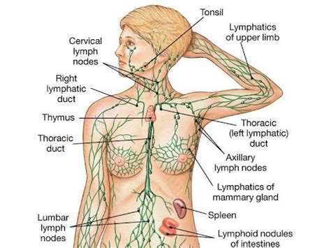 They ultimately drain into the deep lymph nodes. What Causes Swollen Lymph Nodes? - YouTube