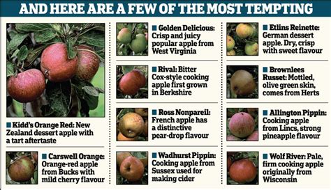 250 Varieties Of Apple On One Tree Thanks To A Bit Of Hard Grafting
